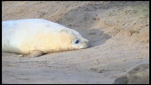 Check out the new arrivals at Donna Nook in Lincolnshire. Right now it's the peak of seal pupping season! | BBC East Yorkshire