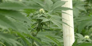 Bill to legalize recreational marijuana gets a win, but it’s far from becoming law