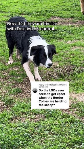 Border Collie and Livestock Guardian Dog Working Together on the Farm