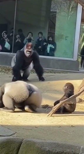 Playful Gorilla Dad Gets a Hilarious Lesson from Protective Mom