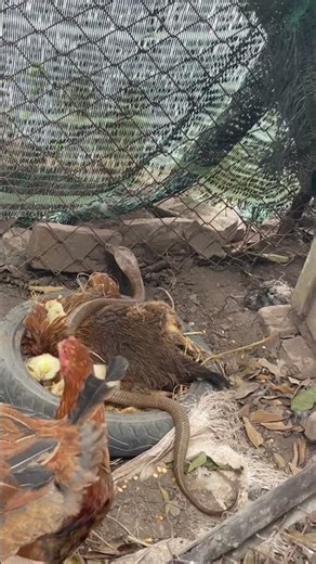 A cobra attacked chickens. #National Institute of Biological Resources #nest #snake #insect #animals