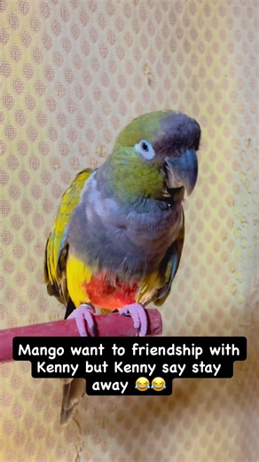 Parrot funny moment #viralvideo #birds #parrotlovers #tottywala #shorts #shortsvideo