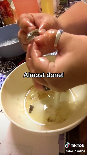 Removing little lizard from glue trap 😢 #lizard #lizardoftiktok #gluetrap #nomoregluetraps #reptiles #reptile #dwrexotics