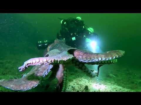 Giant Pacific Octopus walking and swimming in British Columbia