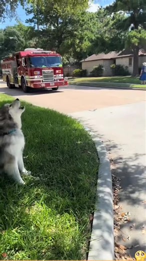 A tribute to those lovely people ❤️‍🔥🚒🚑🚔#ambulance #soultrain #actsofkindness #humanity #firefighter #foryoupage❤️❤️ #viral #usa Tribute to Firefighters and Emergency Services Join us in honoring the brave souls of firefighting and emergency services. Experience their acts of kindness and dedication. #ambulance #soultrain #actsofkindness Keywords: tribute to firefighters and emergency responders, acts of kindness by firefighters, inspirational stories of ambulance drivers, humanity in emerge