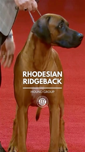 1M views · 21K reactions | It's a misconception that Rhodesian Ridgebacks would actually attack a lion when hunting. They would surround it, then tease and poke at it while waiting for the hunter to approach. Learn more: https://bit.ly/450Gj38 | American Kennel Club | Facebook