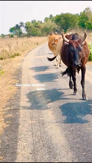 Funny Cow Moments 😂🐄 #shorts #funny #animals