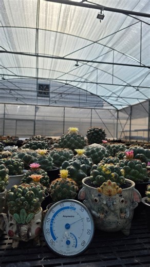 My coryphantha elephantidens | OttO cactus nursery