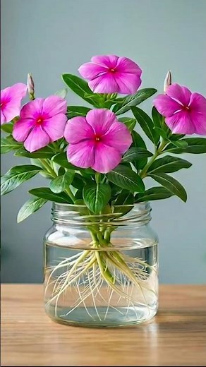 🌺 How To Grow Vinca From Cutting 🌺 #shorts #viral