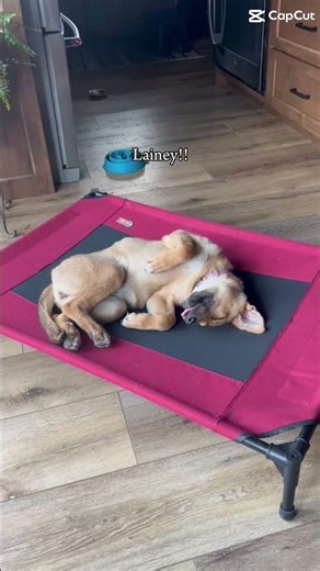 MY BABY!!!!❤️ #cute #puppy #intraining #servicedog #workingdog #bff