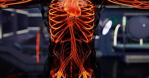 Detailed view of human anatomy highlighting veins and arteries in the torso