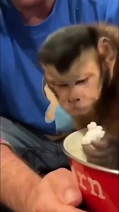 MonkeyMeela loves popcorn #monkey #popcorn #snacktime #princess | MonkeyBoo