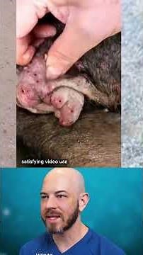 [Help Dog] Remove maggot from dog skin Ep02