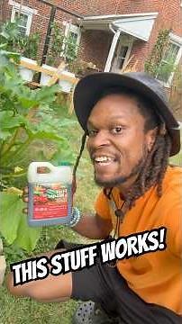 🥒 I Tried This Fruit & Bloom Fertilizer… My Zucchini Went CRAZY! 🌱