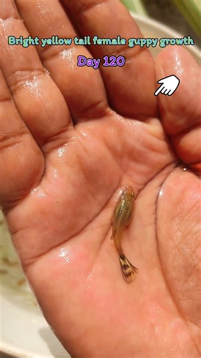 Bright yellow tail female guppy growth time duaration #fishshorts #guppyfish #shortsfeed #fish