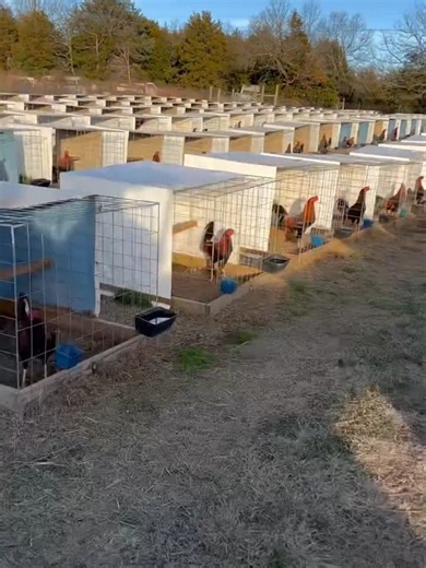 Aseel Murgha: Fascinating Gamefowl Breed