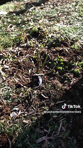 Curious how to plant a bare root rose? Follow these simple tips! For more garden tips and inspiration, visit jacksonandperkins.com. 🌹