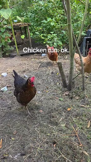 Chicken Running Fun Videos