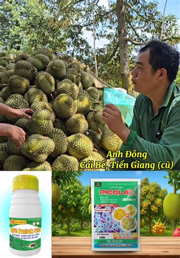 CHÁY LÁ VÀ THỐI TRÁI SẦU RIÊNG ĐÃ CÓ AFC PROTRAK 430SC và PICOLAX 30WG #afcprotrak430sc #picolax30wg