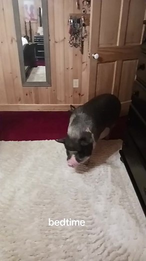 Homer first time in his New bed #potbellypig #potbellypigsoftiktok #potbellypigs #minipigs #minipigsoftiktok #minipigoftiktok #bedt #bedtimestory #rou #petl #petlo #bedtimechallenge #slee #pigg #piggybank #piggies