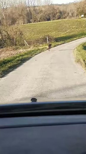 Un loup filmé à Gurat, en Charente