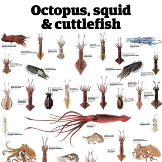 Vampire Squid || #fyp #squid #animals #sealife #ocean #deepsea #fypage #wildlife #vampiresquid #spooky #cool #interasting #biology #octopus #edit