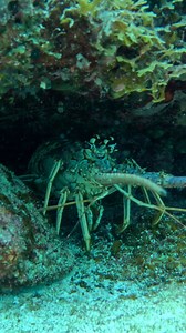 Lobster Are Everywhere in The Bahamas! #fishing #spearfishing | Ryan Myers