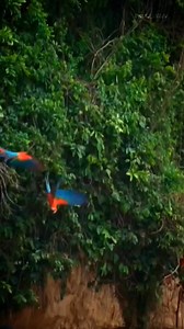 Wow Beautiful Wild Macaws ❤️ | Pets Kr