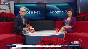 In our weekly Adopt a Pet segment with the Edmonton Humane Society, Dr. Ted Purcell introduces us to Tawny the Australian Cattle-cross dog and Dasher the cuddly cat. | Global Edmonton
