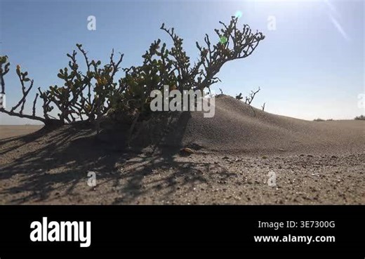 Wind driven sand erosion shaping desert surface through geomorphological force and arid degradation. Airborne dust and shifting grains reveal natural processes of semi arid land change.