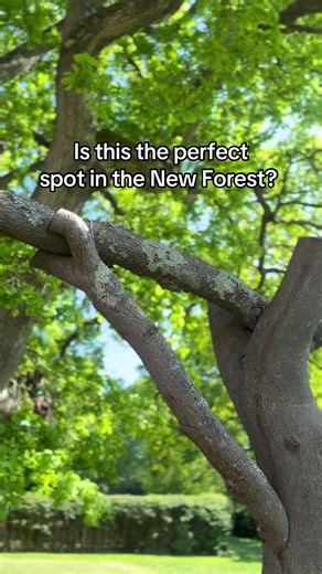 Explore Bartley Lodge: A Hidden Gem in New Forest