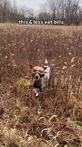 Our gear doesn’t just protect your dog from the sun - it also has the same safety and impact rating as human safety glasses and face shields. 🙌 Rex Specs have passed the ANSI Z87.1 2010 high velocity impact rating test, and are also MIL-PRF-32432A high velocity impact rated, the standard of durability and quality for the US Military. Impact rated gear can help keep your dog in the fields, on the trails, and out of the vet. 📷 @chestnuts_on_point | Rex Specs