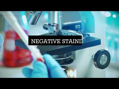 NEGATIVE STAINING: Principle, Procedure and Observation