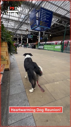 Heartwarming Dog Reunion | iHeartDogs