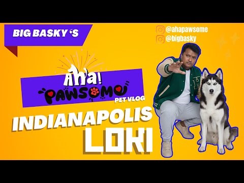 LOKI - Siberian Husky - Indianapolis DON 🐾✨