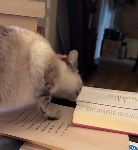 The appearance of Simple Cat in your timeline indicates it is time to stop procrastinating. Come back in a few hours and tell Simple Cat what she helped you accomplish today | Maggie Stiefvater