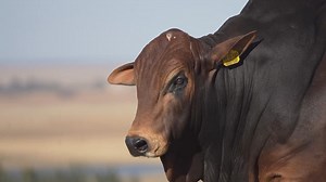 Hurwitz Farming 10th Annual Boran Production Auction Lot 30. BH 19 727 GOODYEAR Jumbo JASMINE x Rustin GINGER Auction details: 🗓 : Saturday, 3 August 2024 🕚 : 11:00 📍 : The Bull Ring Auction House 🚁 : 26’28’37.3” S & 29’41’57.6” E 💻 : MEERKAT Online Auctions & SwiftVee 📢 : SHM 🐮 : Christopher Havenga 🎙 : Southern African Stud Sales by Johan van der Nest 🚜 : CLAAS South Africa & Kempston Agri 👕 : Jonsson Workwear 🌍 : www.hurwitz.co.za Preregistration is mandatory for access to the venu