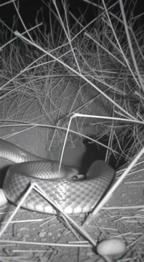 The mouse’s escape just in time from the snake.. wait until the end