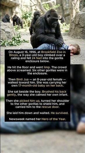 A Boy Fell Into Her Enclosure. The Gorilla Had Her Own Baby on Her Back.