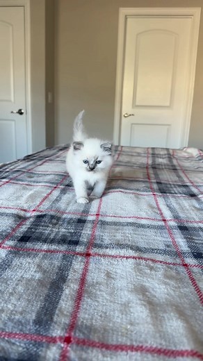 Teddy the Kitten: Playful, Loving & Cuddly Ragdoll