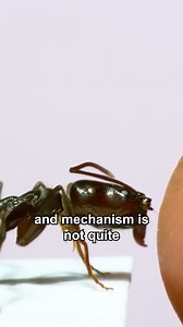 The Trap jaw ant uses an incredible catch mechanism to hold its jaw open - just like a crossbow. | Steve Mould