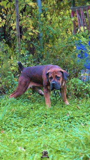 Stud Dog Game Time for Tigger