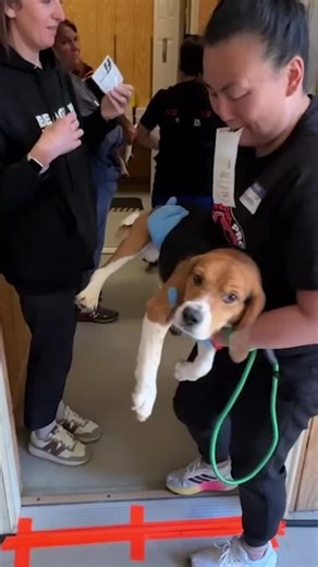 🐶 Another 40 #beagles are expected at the #humanesociety #Milwaukee campus 🍦 Oscar’s frozen custard reopens after devastating #fire Stream #foxlocal on YouTube 📲