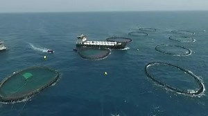 Climate change threatens Qatar's fish farming