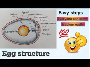Structure of egg | How to draw egg | Diagram of egg