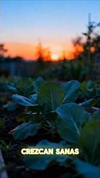 De semilla a cosecha: todo el proceso explicado #agricultura #cultivo #cosecha
