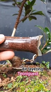 370K views · 2.3K reactions | Update cangkokan setelah 2 minggu #airlayering #grafting #program #belajarbonsai #themax30cm #gerakdasar #pemula #fyp #reelschallenge #reelsfacebook #reelsvideoシ #reelstrending #reelsfbシ #reelsfbシ #reelsfypシ #fbpro #fbreelsfypシ゚viralシ #fbprofesional #fbreelsfypシ゚viralfbreelsfypシ゚viral #fbpro #fbreelsfypシ゚ #facebookpro #facebookviral #FacebookPage #facebookpost | Eggy Kemiling | Facebook