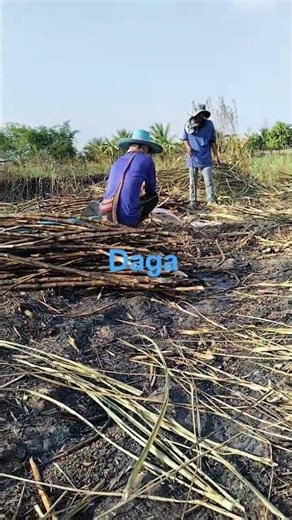 alam nyo ba Kumain ng daga