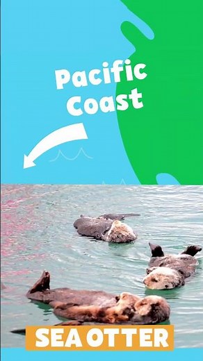 Animal Alphabet | S is for Sea Otter | PBS KIDS #Shorts