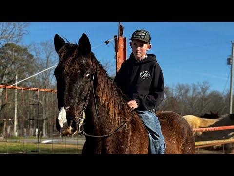 TSP LOT# 3343 - Walk-a-loosa - Gelding - 6 YO - 15.2 H - $2750